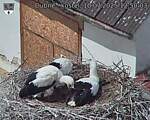 Capi_Dubne_20250710_125003.jpg