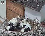 Capi_Dubne_20250710_125502.jpg