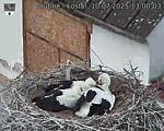 Capi_Dubne_20250710_130003.jpg