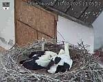 Capi_Dubne_20250710_130502.jpg