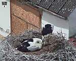 Capi_Dubne_20250710_131002.jpg