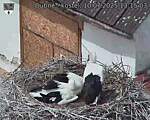 Capi_Dubne_20250710_131503.jpg