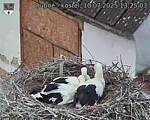 Capi_Dubne_20250710_132503.jpg