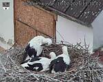 Capi_Dubne_20250710_133002.jpg