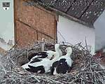 Capi_Dubne_20250710_134002.jpg