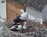Capi_Dubne_20250710_134504.jpg