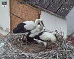 Capi_Dubne_20250710_135003.jpg