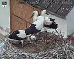 Capi_Dubne_20250710_135502.jpg