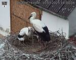 Capi_Dubne_20250710_140004.jpg