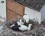 Capi_Dubne_20250710_140503.jpg