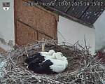 Capi_Dubne_20250710_141502.jpg