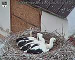 Capi_Dubne_20250710_144503.jpg