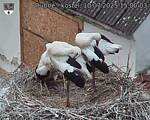 Capi_Dubne_20250710_150003.jpg