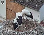 Capi_Dubne_20250710_151003.jpg