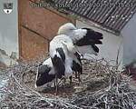 Capi_Dubne_20250710_151503.jpg
