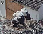 Capi_Dubne_20250710_152502.jpg