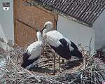 Capi_Dubne_20250710_153004.jpg
