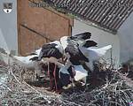 Capi_Dubne_20250710_153502.jpg