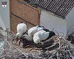 Capi_Dubne_20250710_154003.jpg