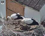 Capi_Dubne_20250710_154503.jpg