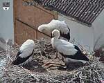 Capi_Dubne_20250710_155002.jpg