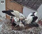 Capi_Dubne_20250710_155503.jpg