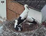 Capi_Dubne_20250710_162004.jpg