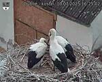 Capi_Dubne_20250710_162502.jpg