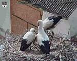 Capi_Dubne_20250710_163002.jpg