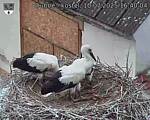 Capi_Dubne_20250710_164004.jpg