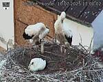 Capi_Dubne_20250710_170002.jpg