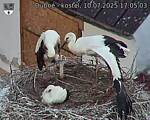 Capi_Dubne_20250710_170503.jpg