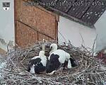 Capi_Dubne_20250710_174504.jpg