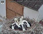 Capi_Dubne_20250710_180503.jpg