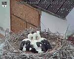Capi_Dubne_20250710_182502.jpg