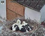 Capi_Dubne_20250710_183503.jpg