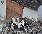 Capi_Dubne_20250710_184002.jpg
