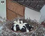 Capi_Dubne_20250710_184503.jpg