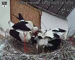 Capi_Dubne_20250710_185002.jpg
