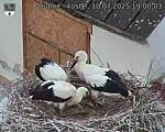 Capi_Dubne_20250710_190003.jpg