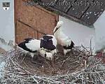 Capi_Dubne_20250710_190502.jpg