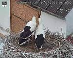 Capi_Dubne_20250710_191002.jpg