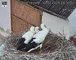 Capi_Dubne_20250710_193002.jpg