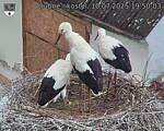Capi_Dubne_20250710_195003.jpg