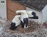 Capi_Dubne_20250710_195502.jpg