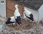Capi_Dubne_20250710_200004.jpg