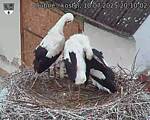 Capi_Dubne_20250710_201002.jpg
