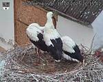 Capi_Dubne_20250710_201502.jpg