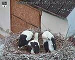 Capi_Dubne_20250710_205003.jpg
