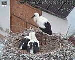 Capi_Dubne_20250710_210502.jpg